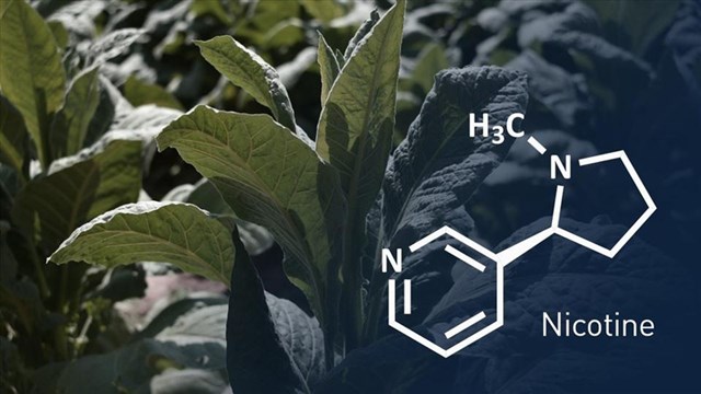 Hợp chất nicotin c&oacute; nhiều ứng dụng trong đời sống.