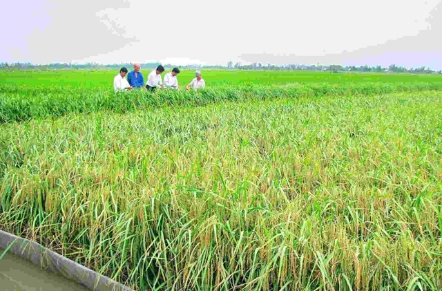 Đồng l&uacute;a huyện Hồng D&acirc;n, tỉnh Bạc Li&ecirc;u.