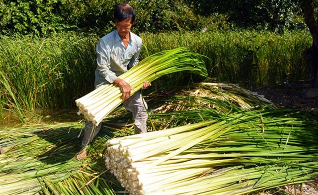 Người d&acirc;n thu hoạch bồn bồn.
