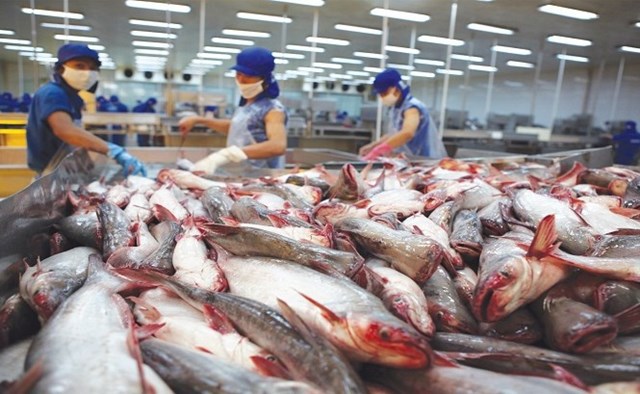 Xuất khẩu c&aacute; tra vẫn gặp nhiều kh&oacute; khăn do ảnh hưởng của đại dịch Covid-19. (Ảnh minh họa: KT)
