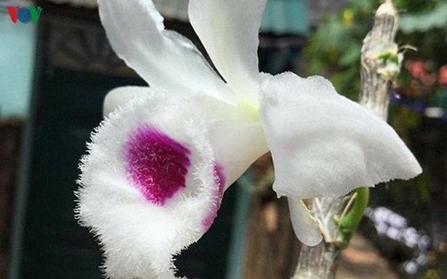 Lan đột biến c&oacute; vẻ đẹp đặc sắc, độc đ&aacute;o, hiếm c&oacute;. Mặt hoa đẹp h&agrave;i h&ograve;a, thanh tao. Mắt gọn, mũi trắng, họng trắng trong, ph&acirc;n th&ugrave;y r&otilde; n&eacute;t, c&aacute;nh bồng vai ngang...