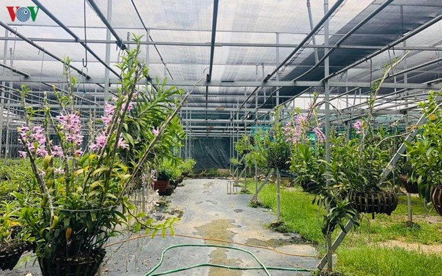 Vườn lan phi điệp tại x&atilde; Đ&ocirc;ng La.