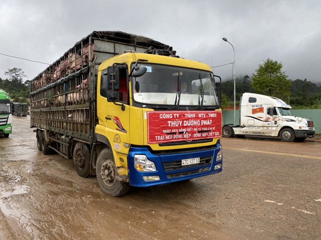 Sắp tới heo thịt Th&aacute;i Lan sẽ về nhiều hơn - Ảnh: AN NA
