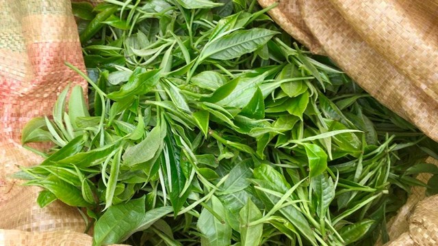 Những b&uacute;p ch&egrave; tươi non, đặc biệt khi h&aacute;i ch&egrave; th&igrave; cũng phải h&aacute;i rất nhanh, nếu kh&ocirc;ng b&uacute;p sẽ bị gi&agrave;, ch&egrave; kh&ocirc;ng đồng đều sẽ bị k&eacute;m chất lượng. &nbsp;