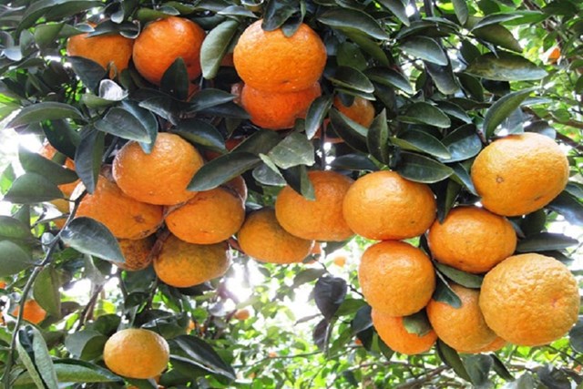 Kh&#225;m ph&#225; sản vật miền Bắc Việt Nam (Kỳ 1): ch&#232; Shan Tuyết Cao Bồ, hồng kh&#244;ng hạt Quản Bạ, rượu th&#243;c N&#224;ng Đ&#244;n, cam s&#224;nh H&#224; Giang - Ảnh 2