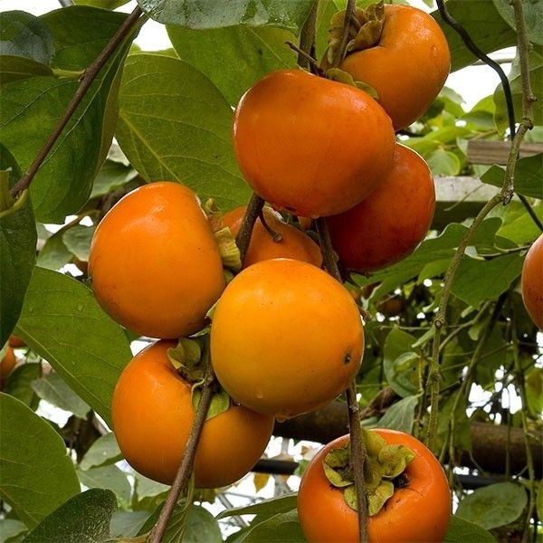Hồng kh&ocirc;ng hạt ở Quản Bạ, H&agrave; Giang
