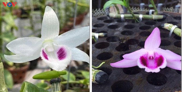Lan phi điệp đột biến gen (b&ecirc;n tr&aacute;i) v&agrave; hoa lan phi điệp thường (b&ecirc;n phải).