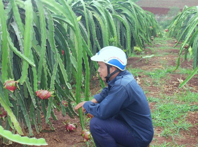 Gi&aacute; thanh long tại vườn c&ograve;n 2.000 đồng/kg, h&aacute;i cũng lỗ, kh&ocirc;ng h&aacute;i th&igrave; x&oacute;t.