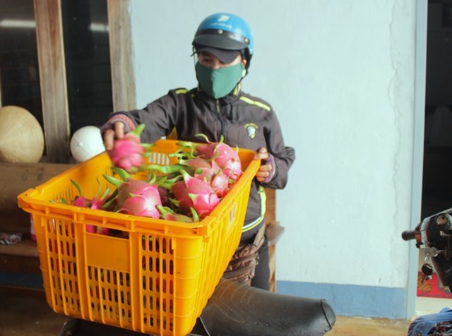 N&#244;ng d&#226;n Đắk Lắk đi&#234;u đứng v&#236; thanh long rớt gi&#225; c&#242;n 2.000 đồng/kg - Ảnh 1
