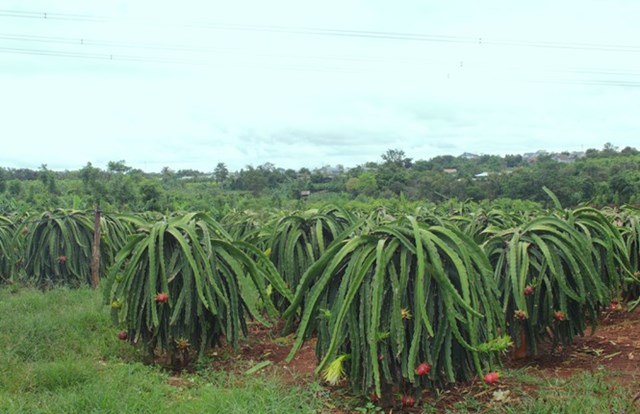 N&#244;ng d&#226;n Đắk Lắk đi&#234;u đứng v&#236; thanh long rớt gi&#225; c&#242;n 2.000 đồng/kg - Ảnh 2