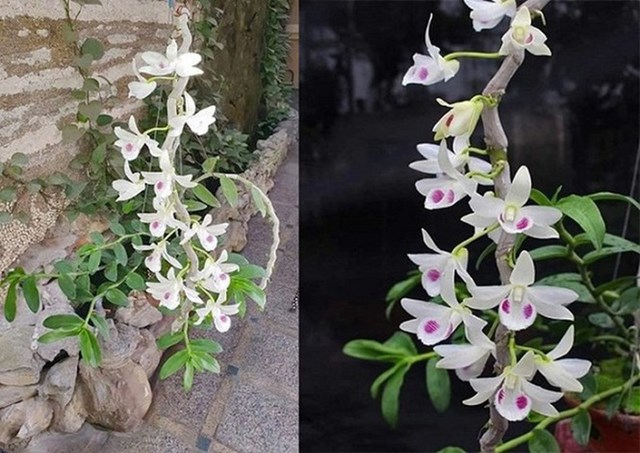 Chậu Juliet c&oacute; gi&aacute; gần 90 tỷ đồng.