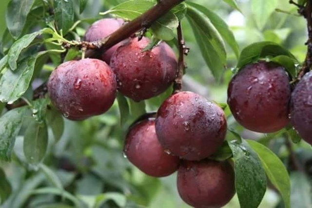 Kh&#225;m ph&#225; sản vật miền Bắc Việt Nam (Kỳ 3): hạt dẻ Tr&#249;ng Kh&#225;nh, rau dạ hiến, mận m&#225;u Bảo Lạc, l&#234; Đ&#244;ng Kh&#234; - Ảnh 1