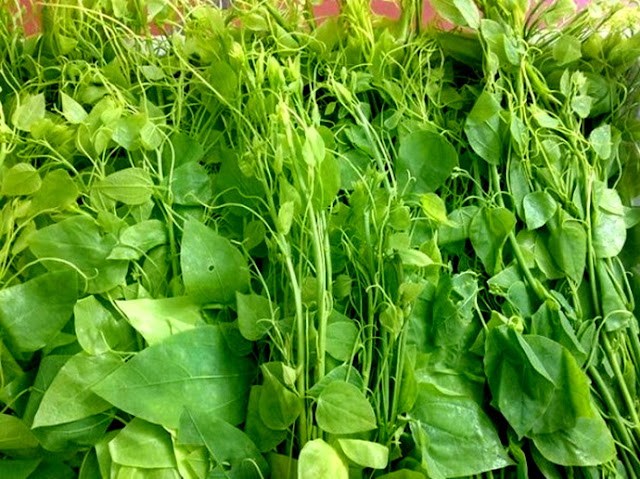 Rau dạ hiến hay c&ograve;n c&oacute; t&ecirc;n gọi kh&aacute;c l&agrave; rau b&ograve; khai.