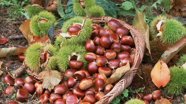 Khoảng cuối thu đầu đ&ocirc;ng, quả dẻ ch&iacute;n rụng đầy mặt đất.