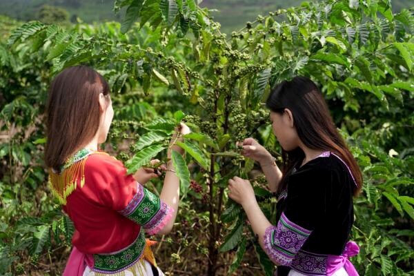 Một trang trại c&agrave; ph&ecirc; tại T&acirc;y Nguy&ecirc;n.&nbsp;