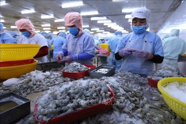 C&aacute;c sản phẩm c&aacute; ngừ, t&ocirc;m thẻ v&agrave; t&ocirc;m s&uacute; của Việt Nam sẽ l&agrave; những mặt h&agrave;ng đầu ti&ecirc;n được hưởng lợi nhờ EVFTA