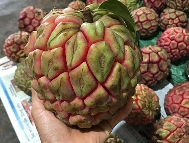 Tr&aacute;i na rừng c&oacute; trọng lượng cả kg.
