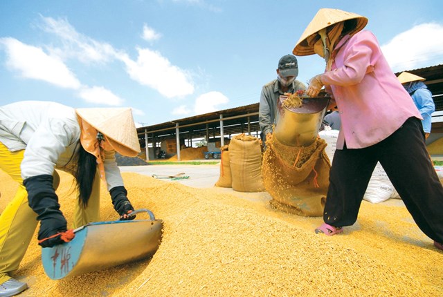 Cần th&aacute;o gỡ kh&oacute; khăn cho c&aacute;c DN xuất khẩu gạo. Bởi, nếu gạo xuất khẩu tốt th&igrave; người n&ocirc;ng d&acirc;n cũng sẽ được hưởng lợi. Ảnh: T.L