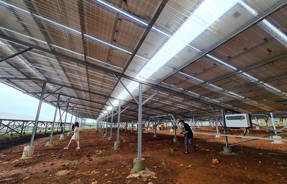 Một dự &aacute;n điện mặt trời kết hợp n&ocirc;ng nghiệp đ&atilde; lắp tấm pin tr&ecirc;n m&aacute;i nhựa