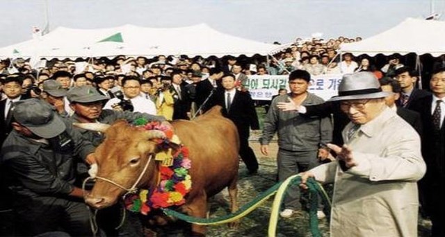 &Ocirc;ng Chung Ju Yung đ&atilde; dắt một con b&ograve; qua bi&ecirc;n giới Triều Ti&ecirc;n - H&agrave;n Quốc để trả lại m&oacute;n nợ thuở h&agrave;n vi.