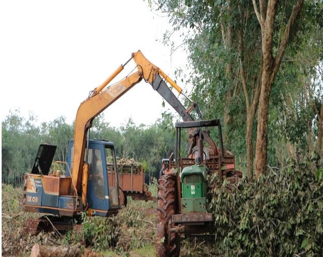 Thanh l&yacute; vườn c&acirc;y cao su trong khu vực ưu ti&ecirc;n giải ph&oacute;ng mặt bằng