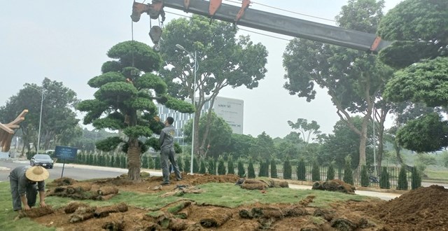 Chỉnh trang c&acirc;y xanh khu vực trước Trung t&acirc;m hội nghị quốc tế. (Ảnh: Thanh Thanh)