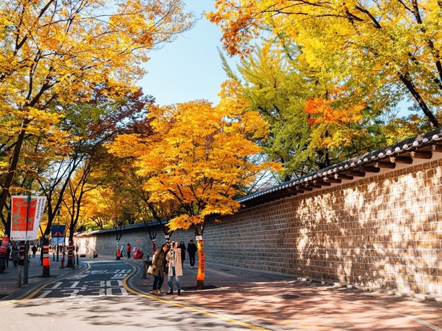 Cung điện Deoksugung&nbsp;ở Seoul l&agrave; c&ocirc;ng tr&igrave;nh c&oacute; sự pha trộn của kiến tr&uacute;c ho&agrave;ng tộc truyền thống từ thời Joseon với phong c&aacute;ch phương t&acirc;y. Kh&ocirc;ng chỉ l&agrave; cung điện lớn nhất Seoul m&agrave; c&ograve;n l&agrave; nơi chụp h&igrave;nh đầy ấn tượng. Ở đ&acirc;y nổi bật nhất với con đường Jeongdong-gil d&agrave;i 900 m chạy dọc theo tường đ&aacute; cung điện tới nh&agrave; h&aacute;t Jeongdong. M&ugrave;a thu những t&aacute;n l&aacute; ng&acirc;n hạnh v&agrave;ng suộm pha th&ecirc;m bầu kh&ocirc;ng kh&iacute; l&atilde;ng mạn của con đường thu h&uacute;t kh&ocirc;ng biết bao nhi&ecirc;u người. Cuối th&aacute;ng 10 đầu th&aacute;ng 11 h&atilde;y gh&eacute; con đường Jeongdong-gil để c&oacute; những bức ảnh kh&oacute; qu&ecirc;n về m&ugrave;a thu H&agrave;n Quốc.&nbsp;