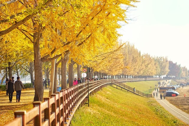 Con đường ng&acirc;n hạnh Asan&nbsp;ở Chungcheongnam l&agrave; một điểm kh&ocirc;ng thể bỏ qua v&agrave;o m&ugrave;a thu ở H&agrave;n Quốc. Con đường k&eacute;o d&agrave;i 2 km với hai b&ecirc;n l&agrave; hai h&agrave;ng c&acirc;y ng&acirc;n hạnh cứ tới th&aacute;ng 9 - 10 h&agrave;ng năm đều đổi m&agrave;u v&agrave;ng rực đầy thu h&uacute;t. Bạn c&oacute; thể thong thả đi bộ hoặc l&aacute;i xe qua v&agrave; ngắm con đường n&agrave;y.