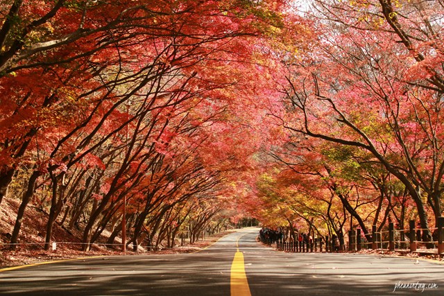 Gyeongju&nbsp;l&agrave; th&agrave;nh phố biển thuộc tỉnh Nam Gyeongsang, nổi tiếng với rất nhiều điểm đến di sản, di t&iacute;ch lịch sử v&agrave; m&ugrave;a thu rực rỡ. Khung cảnh khi thu sang l&agrave; l&aacute; v&agrave;ng, đỏ nhuộm m&agrave;u khắp c&aacute;c con đường l&agrave;m th&agrave;nh phố biến th&agrave;nh chốn thần ti&ecirc;n m&agrave; dừng đ&acirc;u bạn cũng c&oacute; thể chụp được h&igrave;nh đẹp. Gyeongju ph&ugrave; hợp với kh&aacute;ch đi một m&igrave;nh muốn t&igrave;m hiểu lịch sử H&agrave;n Quốc.