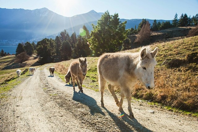 Dễ d&agrave;ng bắt gặp lừa v&agrave; ngựa khi l&aacute;i xe tham quan Deer Park Heights
