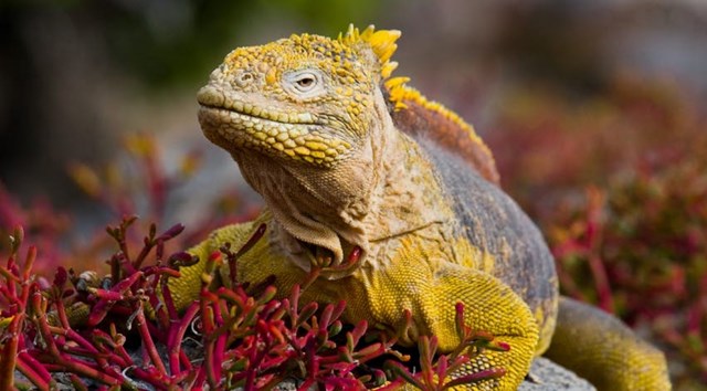 Lo&agrave;i cự đ&agrave; Gal&aacute;pagos