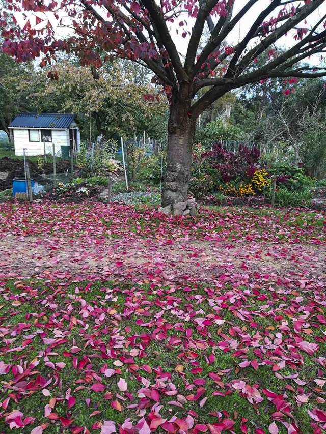 Những con đường rải đầy l&aacute; đỏ của c&acirc;y anh đ&agrave;o.