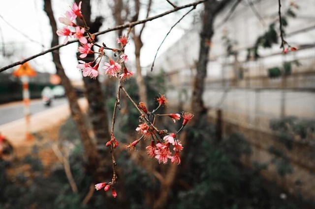 Một số c&acirc;y mai anh đ&agrave;o ở kh&uacute;c cua C&acirc;y Mai (x&atilde; Xu&acirc;n Thọ) ra hoa v&agrave;o 6/11.