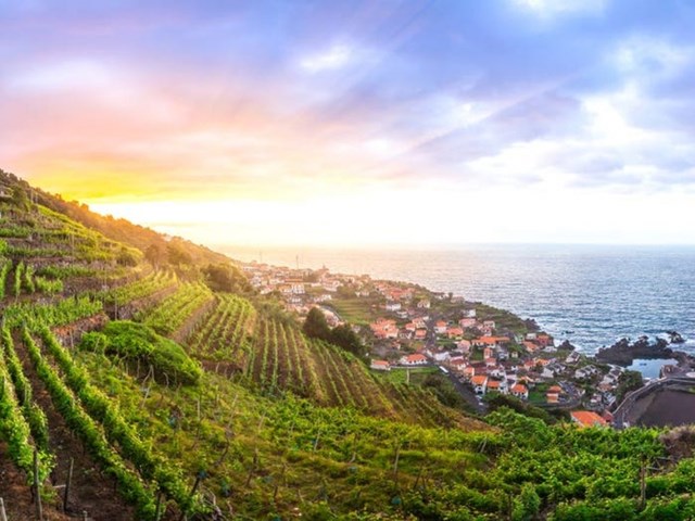 Tr&ecirc;n đảo c&oacute; một loại rượu vang cũng mang t&ecirc;n Madeira, nổi tiếng với hương vị hảo hạng v&agrave; kh&aacute;c biệt. Du kh&aacute;ch c&oacute; thể mua tour tham quan vườn nho v&agrave; nếm thử rượu.