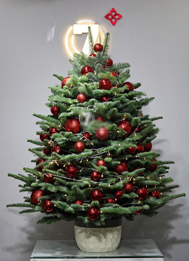 Những c&acirc;y th&ocirc;ng Noel tuyệt đẹp trong m&ugrave;a lễ Gi&aacute;ng sinh.