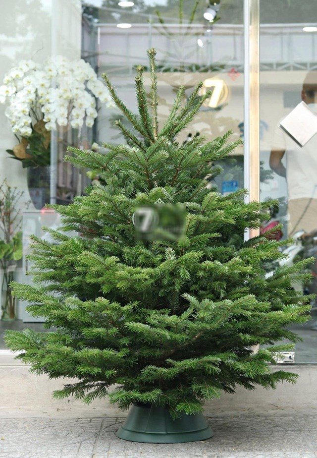 Những c&acirc;y th&ocirc;ng Noel được nhập khẩu về Việt Nam c&oacute; gi&aacute; 4 - 5 triệu đồng, thậm ch&iacute; c&oacute; c&acirc;y c&ograve;n l&ecirc;n tới 30 triệu đồng