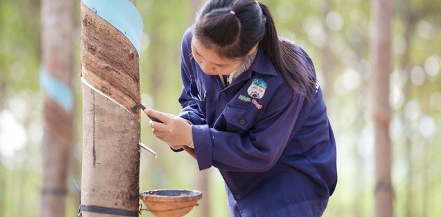 C&ocirc;ng nh&acirc;n HAGL cạo mủ cao su.