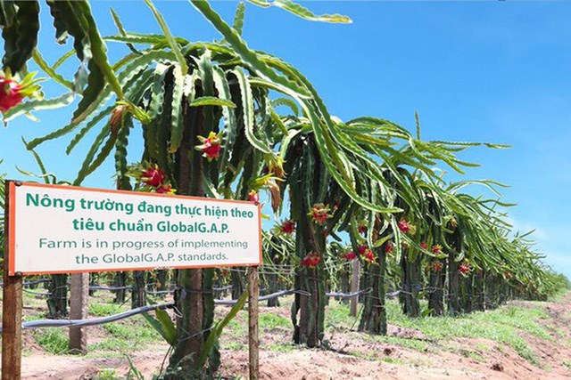 N&ocirc;ng trường trồng c&acirc;y ăn tr&aacute;i của C&ocirc;ng ty n&ocirc;ng nghiệp HAGL.