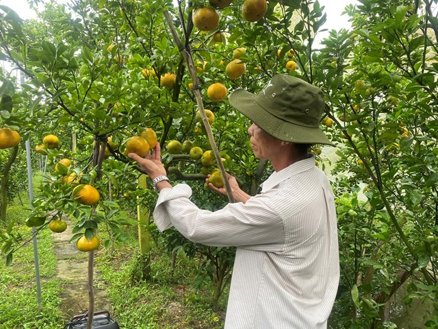 Xuất khẩu rau quả tăng hơn 19% so với cùng kỳ năm 2024 - Ảnh: VGP/Đỗ Hương