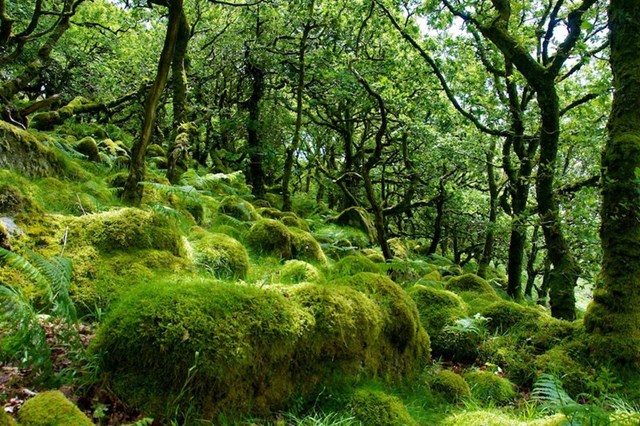 Ng&ocirc;i rừng Wistman&rsquo;s Wood