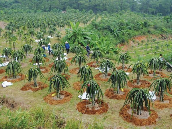 Nghịch l&#253; d&#242;ng chảy FDI v&#224;o n&#244;ng nghiệp - Ảnh 1