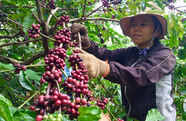 Theo c&aacute;c chuy&ecirc;n gia, nếu thu hoạch c&agrave; ph&ecirc; với tỉ lệ ch&iacute;n đều c&agrave;ng cao, chất lượng hạt c&agrave; ph&ecirc; c&agrave;ng tốt th&igrave; gi&aacute; b&aacute;n sẽ cao hơn - Ảnh: Thế Thế