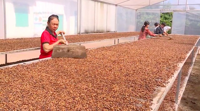 Sản xuất c&agrave; ph&ecirc; chất lượng cao tại gia đ&igrave;nh &ocirc;ng Nguyễn Văn H&ograve;a (tr&uacute; x&atilde; Ph&uacute; Lộc, Kr&ocirc;ng Năng, Đắk Lắk) - Ảnh: Tr.T&acirc;n