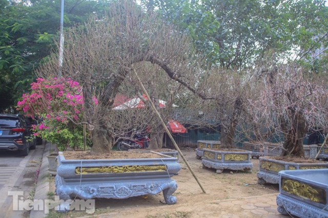Nhiều c&acirc;y với d&aacute;ng đẹp được l&ecirc;n chậu "khủng" tr&ocirc;ng rất bắt mắt thu h&uacute;t giới s&agrave;nh chơi.