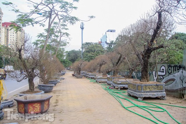 Mặc d&ugrave; c&ograve;n gần 2 th&aacute;ng nữa mới đến Tết, h&agrave;ng trăm gốc đ&agrave;o cổ thụ đ&atilde; xuất hiện tr&ecirc;n đường V&otilde; Ch&iacute; C&ocirc;ng, Lạc Long qu&acirc;n (quận T&acirc;y Hồ, H&agrave; Nội).