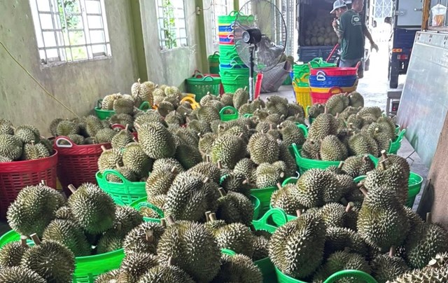 Bộ NN&amp;MT đ&atilde; c&oacute; kế hoạch th&iacute; điểm truy xuất nguồn gốc quả sầu ri&ecirc;ng - Ảnh: VGP/Đỗ Hương