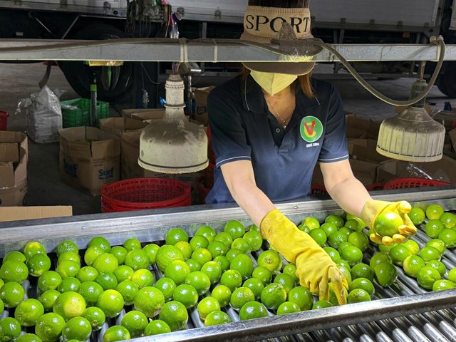 Việc mở cửa thêm các mặt hàng như bưởi, chanh, dừa, xoài chế biến, dứa và chuối đã góp phần đa dạng hóa cơ cấu sản phẩm hoa quả của Việt Nam - Ảnh: VGP/Đỗ Hương