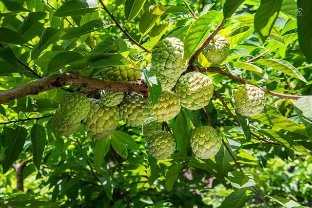 Kh&#225;m ph&#225; sản vật miền Bắc Việt Nam (Kỳ 9): Na Chi Lăng, hoa hồi v&#224; mắc mật Lạng Sơn - Ảnh 1