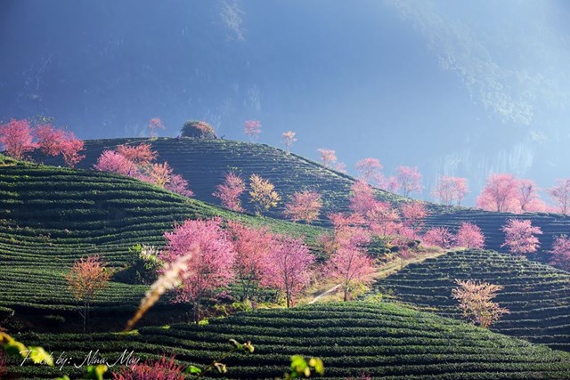 Đồi chè Ô Quý Hồ.