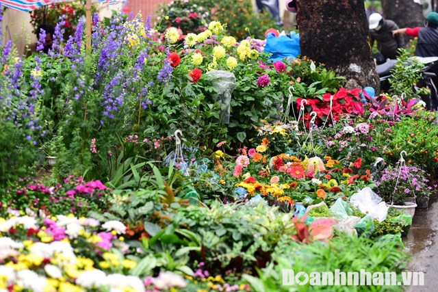 Đa dạng các loại hoa c&acirc;y cảnh tr&ecirc;n đoạn đường Hoàng Hoa Th&aacute;m